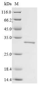 Recombinant Human Single-minded homolog 2 (SIM2)), partial