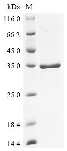 Recombinant Human Granzyme K (GZMK)