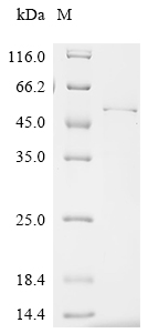 Recombinant Mouse Interferon regulatory factor 1 (Irf1)