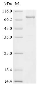 Recombinant Mouse Polypeptide N-acetylgalactosaminyltransferase 3 (Galnt3)