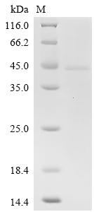 Recombinant Human Butyrophilin-like protein 2 (BTNL2), partial