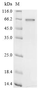 Recombinant Orientia tsutsugamushi 56 KDA type-specific antigen