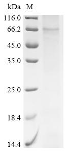 Recombinant Mouse Parathyroid hormone/parathyroid hormone-related peptide receptor (Pth1r)