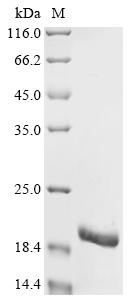 Recombinant Enterobacteria phage Qbeta Coat protein