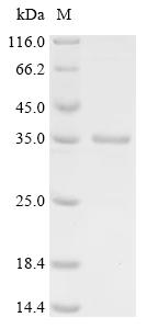 Recombinant Human E3 ubiquitin-protein ligase MYCBP2 (MYCBP2), partial