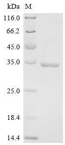 Recombinant Human Natural cytotoxicity triggering receptor 3 ligand 1 (NCR3LG1), partial