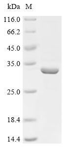 Recombinant Human adenovirus B serotype 7 Hexon protein (L3), partial