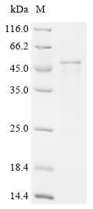 Recombinant Salmonella typhimurium Cell invasion protein SipC (sipC)