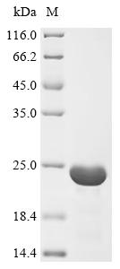 Recombinant Escherichia coli Inhibitor of vertebrate lysozyme (ivy)
