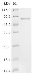 Recombinant Human Formin-2 (FMN2), partial