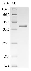 Recombinant Escherichia coli O127:H6 Intimin (eae), partial