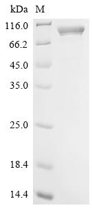 Recombinant BK polyomavirus Major capsid protein VP1, Biotinylated