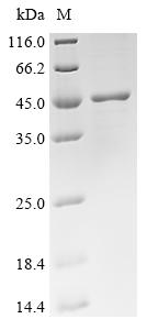 Recombinant Mouse Ig gamma-2A chain C region secreted form