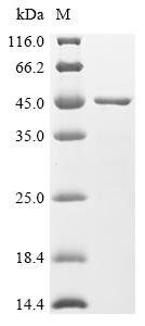 Recombinant Streptococcus downei Cell surface antigen I/II (spaA), partial