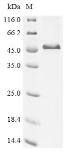 Recombinant Bovine Alpha-2-HS-glycoprotein (AHSG)