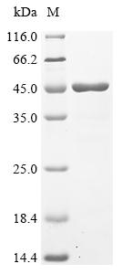 Recombinant Drosophila melanogaster Peptidylglycine alpha-hydroxylating monooxygenase (Phm)