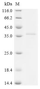 Recombinant Human herpesvirus 6B Envelope glycoprotein H (gH), partial