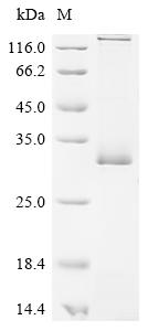 Recombinant Human herpesvirus 6A Envelope glycoprotein H (gH), partial