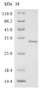 Recombinant Human Origin recognition complex subunit 1 (ORC1), partial