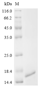 Recombinant Human Origin recognition complex subunit 1 (ORC1), partial