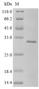 Recombinant Human Polyadenylate-binding protein-interacting protein 2 (PAIP2)