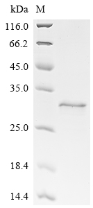 Recombinant BK polyomavirus Large T antigen, partial