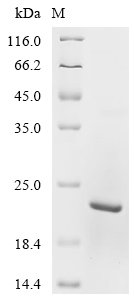 Recombinant Bovine Cystatin-C (CST3)