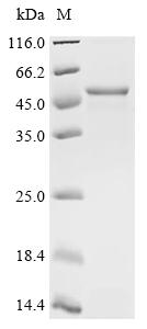 Recombinant BK polyomavirus Major capsid protein VP1