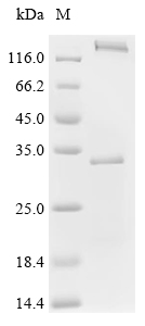 Recombinant Human herpesvirus 6A Envelope glycoprotein H (gH), partial