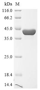 Recombinant Salmonella typhimurium UPF0194 membrane protein YbhG (ybhG)