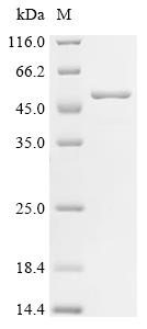 Recombinant Salmonella typhimurium Invasion protein InvE (invE)