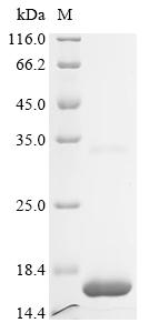 Recombinant Salmonella typhimurium Major outer membrane lipoprotein Lpp 1 (lpp1)