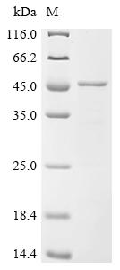 Recombinant Human Calpain-3 (CAPN3), partial