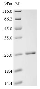 Recombinant Qbeta virus Capsid protein