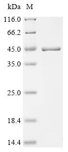 Recombinant Qbeta virus Minor capsid protein A1
