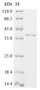 Recombinant Mouse Deoxyribonuclease gamma (Dnase1l3), partial