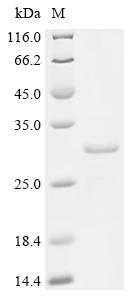 Recombinant Mouse COMM domain-containing protein 9 (Commd9)