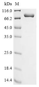 Recombinant Escherichia coli Hydrogen peroxide-inducible genes activator (oxyR), Biotinylated