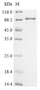 Recombinant Coxiella burnetii Hypothetical membrane spanning protein (CBU_1863), partial
