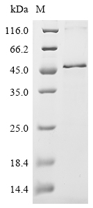 Recombinant Chicken Follistatin (FST)