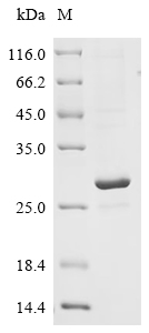 Recombinant Human cytomegalovirus Envelope glycoprotein H (gH), partial