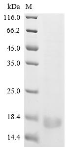 Recombinant Human cytomegalovirus Uncharacterized protein UL131 (UL131)