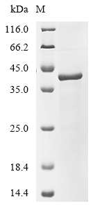 Recombinant Human RNA-binding protein PNO1 (PNO1)