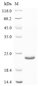 Recombinant Mouse Transforming growth factor beta-1 (Tgfb1), partial