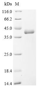 Recombinant Human Butyrophilin-like protein 2 (BTNL2), partial