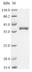 Recombinant Mouse Serine protease inhibitor Kazal-type 4 (Spink4)