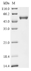 Recombinant Human Integrin alpha-L (ITGAL), partial