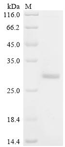 Recombinant Semliki forest virus Polyprotein P1234, partial