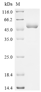 Recombinant Dog Inactive pancreatic lipase-related protein 1 (PNLIPRP1)