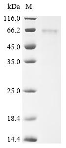 Recombinant Mouse C-type lectin domain family 18 member A (Clec18a)